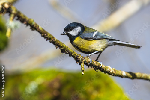 Great Tit, Parus major, bird in forest at winter sun