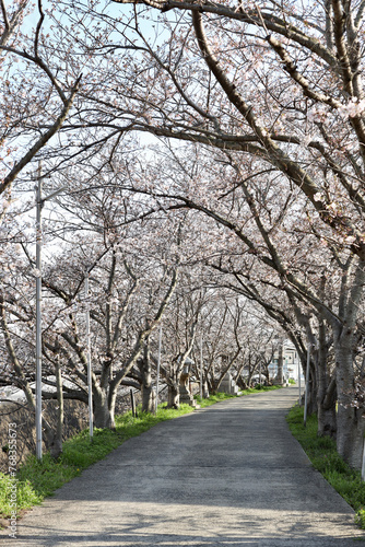 桜の道