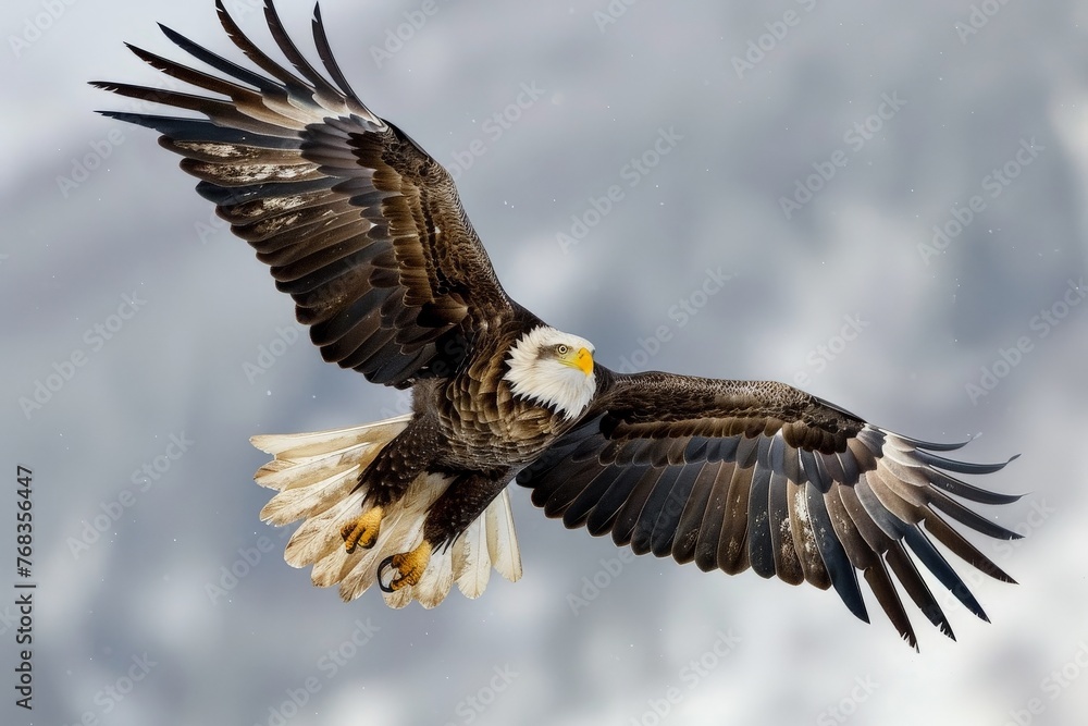 Obraz premium Eagle shot, King Of The Skies, Eagles Masters of the Hunt with Keen Eyes