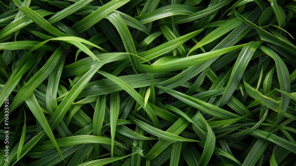 Green Blades of Grass in the Sunlight - Nature Background Green Blades of Grass in the Sunlight - Nature Background
