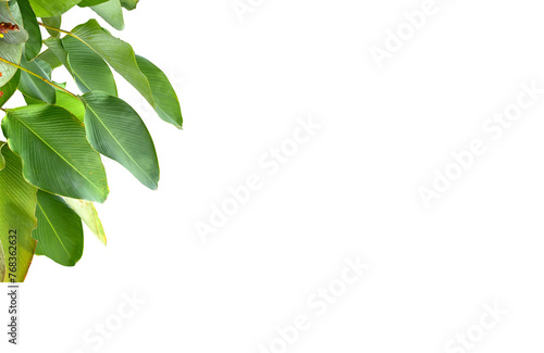 Fototapeta Naklejka Na Ścianę i Meble -  Banana Leaf