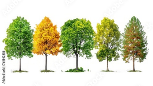 Assorted Tree Collection  Maple  Oak  Birch  and Chestnut Isolated Nature Objects