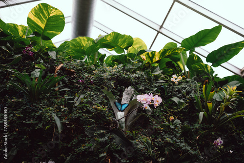 Plant wall and butterfly in the biosphere