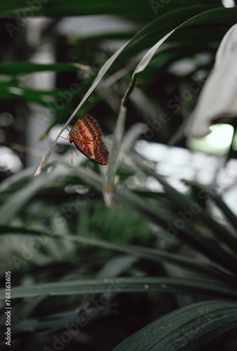 Red Lacewing Butterfly at the conservatory