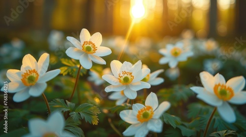 Spring Forest's Anemones and Primroses: A Close-Up of Beautiful White Flowers in Sunlight