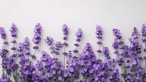 Lavender Bliss  Stunning Flowers on Pure White Background