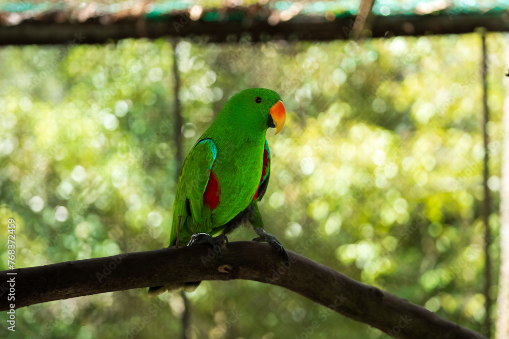 Vibrant Green Parrot Perched in Tropical Paradise Park,A striking, vivid green parrot sits perched in its sanctuary at the lush Paradise Park. Exotic and colorful, this bird exemplifies wildlife Vibrant Green Parrot Perched in Tropical Paradise Park,A striking, vivid green parrot sits perched in its sanctuary at the lush Paradise Park. Exotic and colorful, this bird exemplifies wildlife