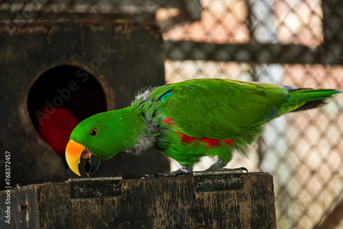 Vibrant Green Parrot Perched in Tropical Paradise Park,A striking, vivid green parrot sits perched in its sanctuary at the lush Paradise Park. Exotic and colorful, this bird exemplifies wildlife photo