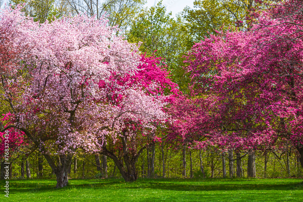 A Japanese Crabapple Trees in Full Bloom in spring time A Japanese Crabapple Trees in Full Bloom in spring time