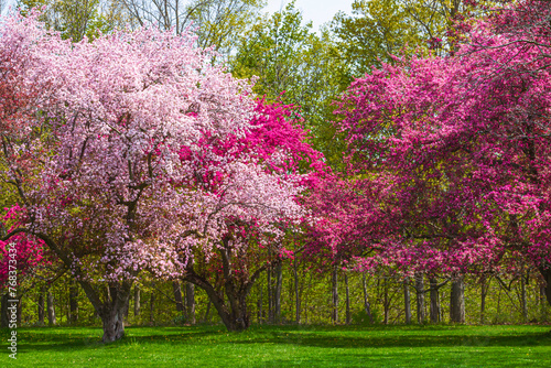  A Japanese Crabapple Trees in Full Bloom in spring time