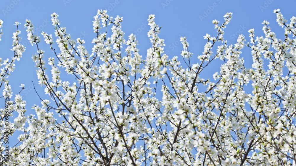 Peach blossoms bloom against the blue sky in April Peach blossoms bloom against the blue sky in April