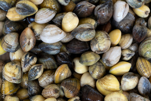 Clams with shells of different colours