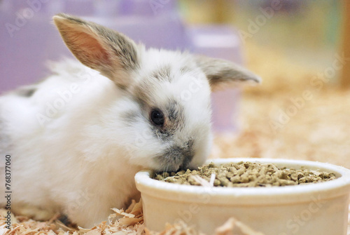 Holland lop eating pellets