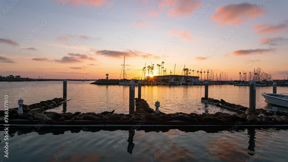 Timelapse of herd of sea lions resting on boat lamp at sunset in Oceanside, California Timelapse of herd of sea lions resting on boat lamp at sunset in Oceanside, California