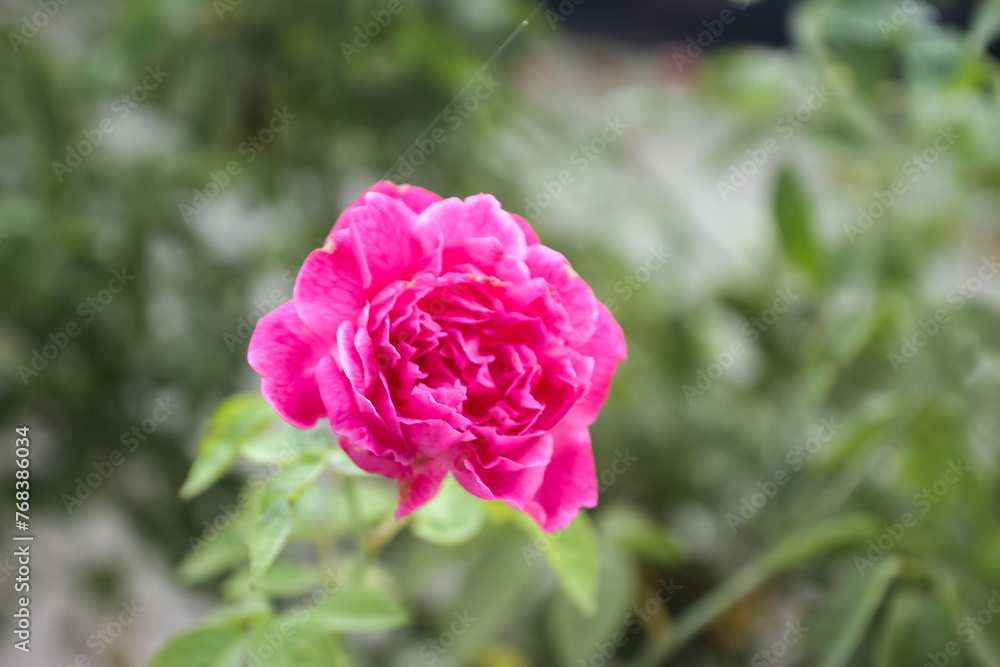 red roses that bloom perfectly in the garden, romantic roses red roses that bloom perfectly in the garden, romantic roses
