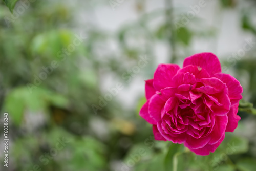 red roses that bloom perfectly in the garden  romantic roses