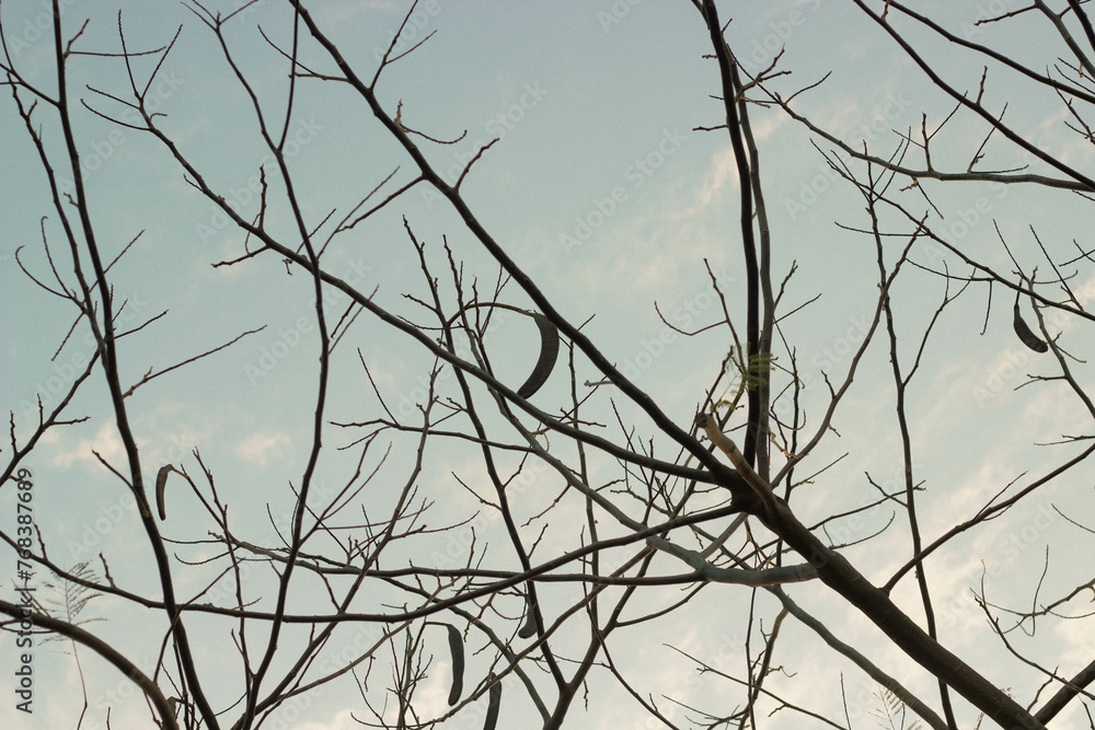 árbol seco árbol seco