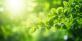 blurry bokeh green forest trees and nature plant background of leaves and golden sunlight created with Generative AI Technology