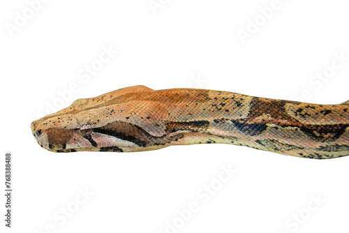 Python boa head isolated on white background