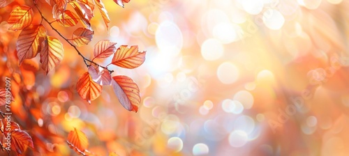 Autumn background with blurred bokeh of autumn leaves on tree branch in park © wanna