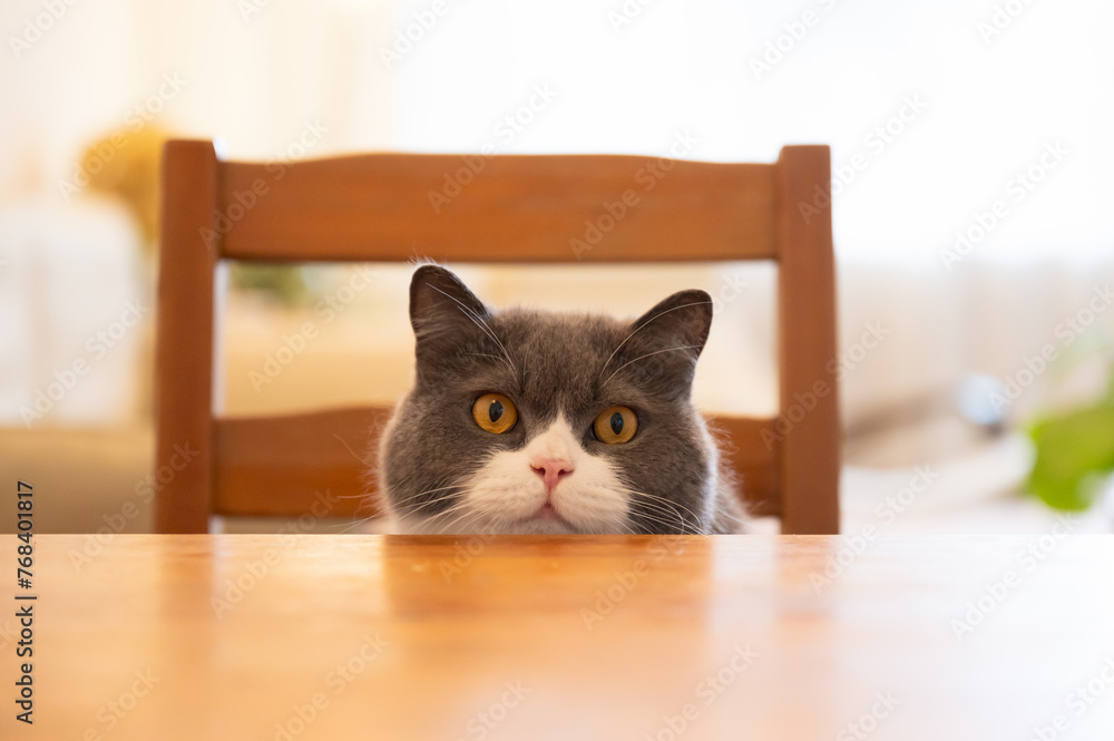 British shorthair cat sitting at the dining table British shorthair cat sitting at the dining table