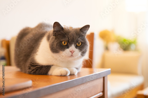 British shorthair cat lying on table