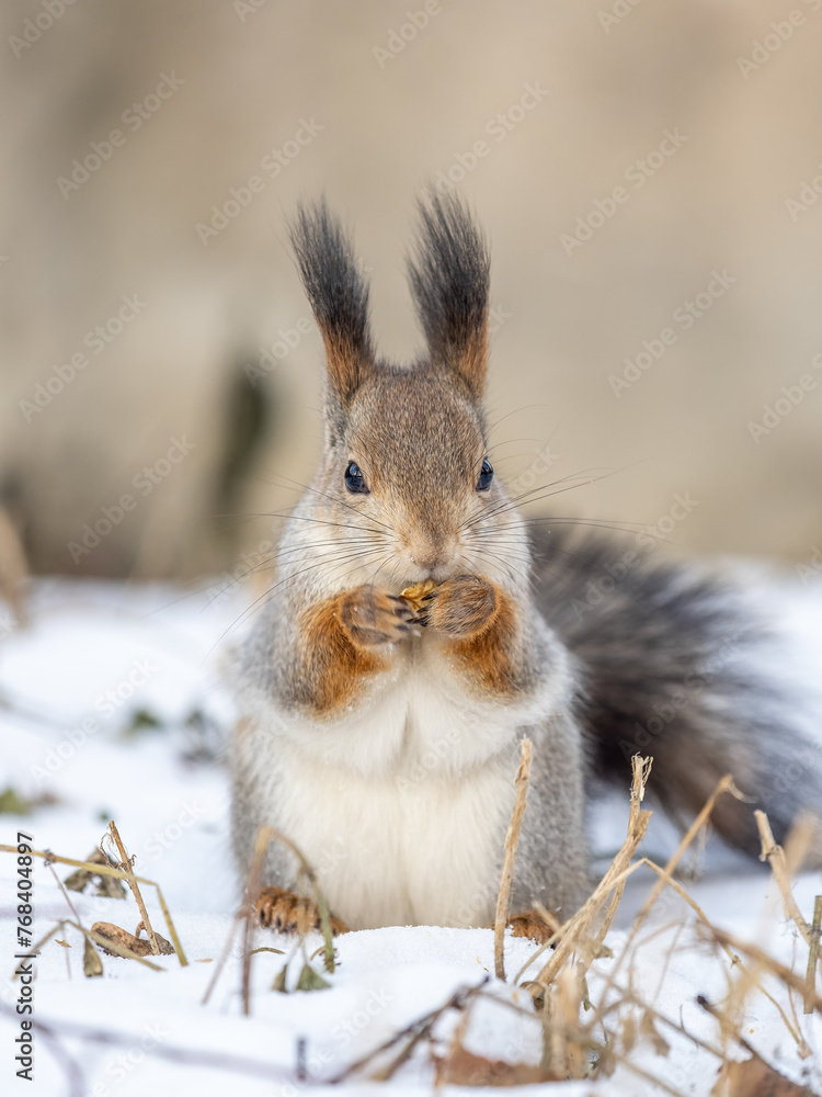 Fototapeta premium Portrait of a squirrel in winter on white snow background