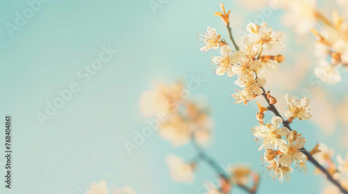 Soft focus on delicate apricot blossoms against a light blue sky