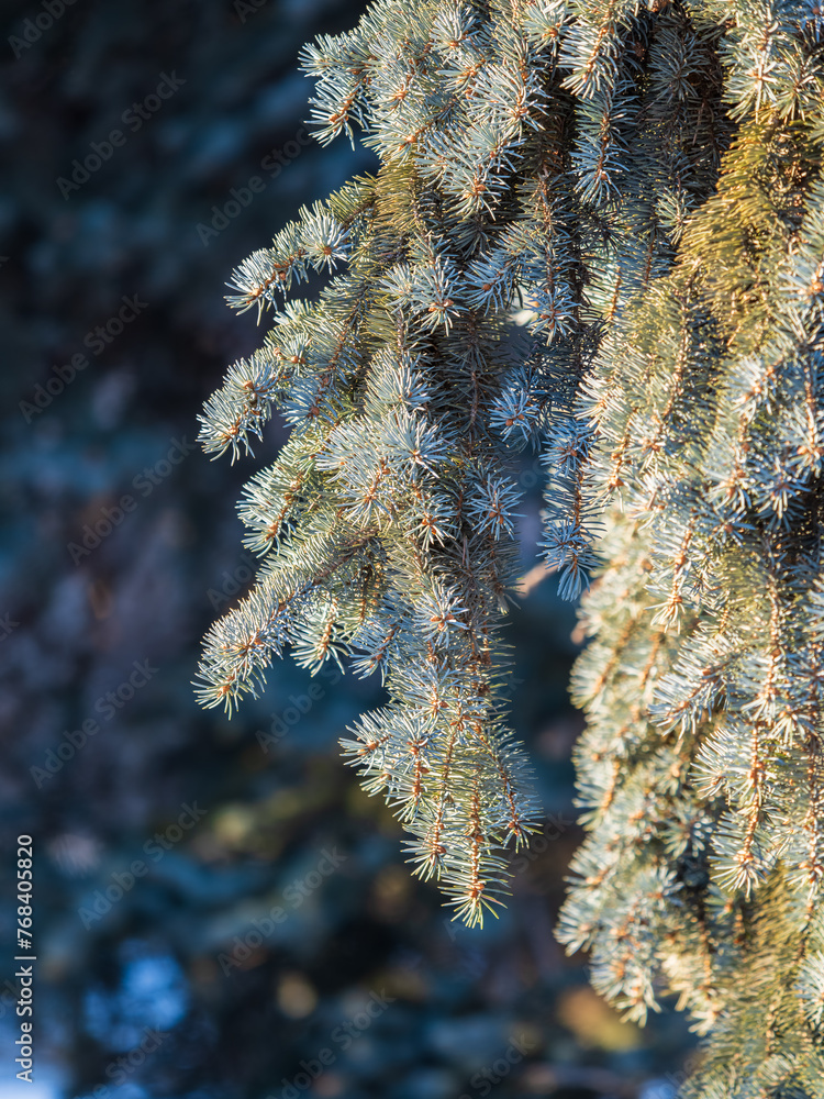 Fir branches with needles in the sunset light