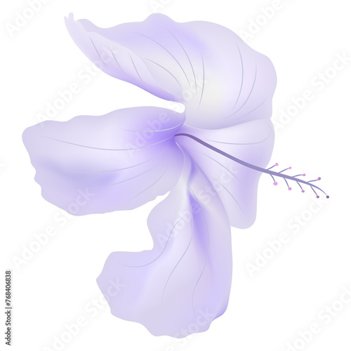 purple rose mallow flower isolate on transparency background