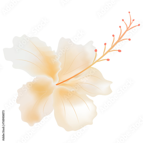 white yellow rose mallow flower isolate on background