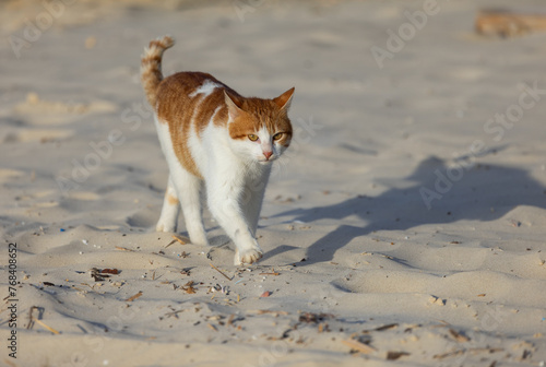  red-white cat walks along the sand close-up © lom742