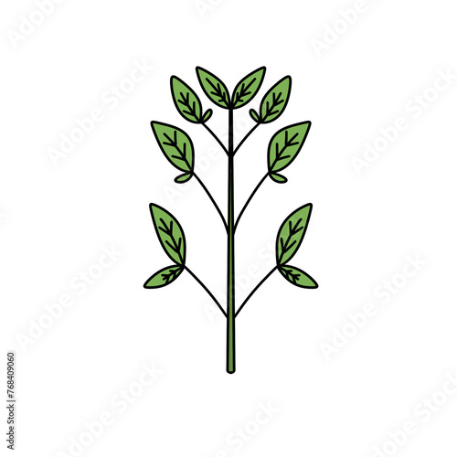 A green leafy plant with a stem. The stem is thin and the leaves are long and green