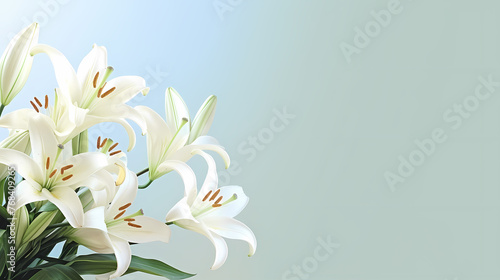 Lily flowers in bloom with ample space for text