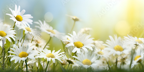 white and yellow flowers in the garden floral decor flower beauty flower illustration blured background © Hassan