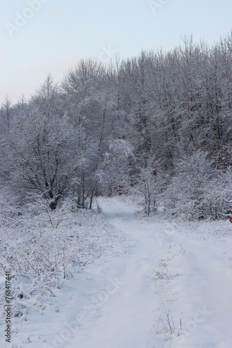 Road in the winter forest.