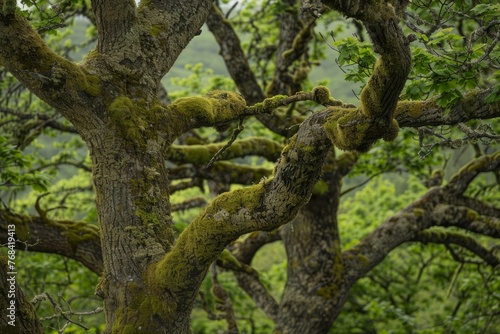 A large tree with moss growing on its branches in a forest setting