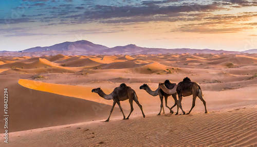                                                       Image material of a camel walking in the desert.