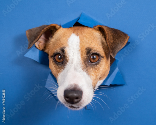 Funny dog jack russell terrier leans out of a hole in a paper blue background.  © Михаил Решетников