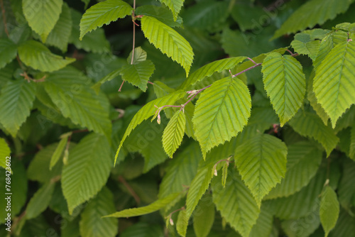 A branch of a hornbeam tree.