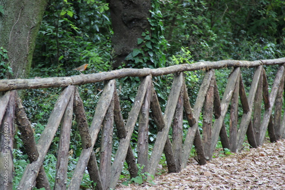 Fototapeta premium fence in forest