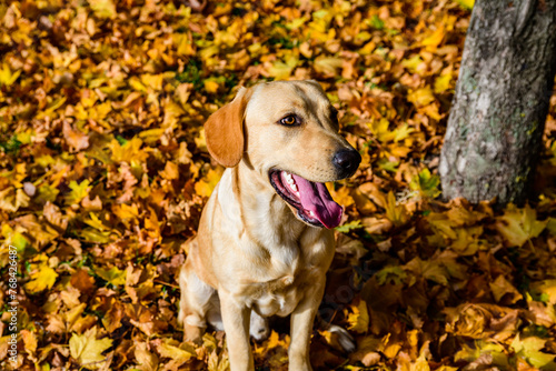 Cute young labrador retriever dog in a park on autumn