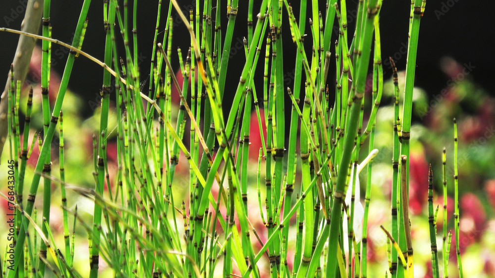 Obraz premium Green grass plants in sunlight