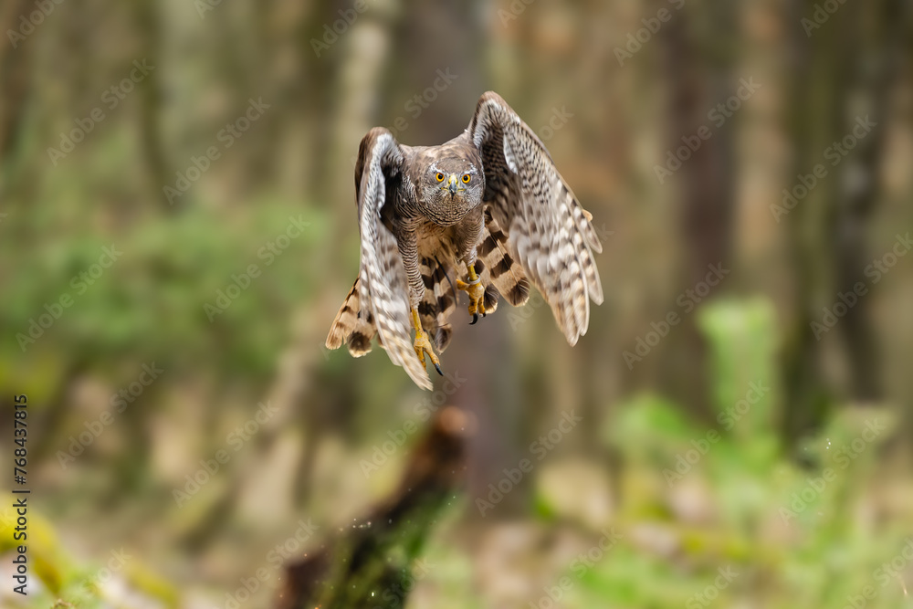 Obraz premium The hawk (Accipiter gentilis) is a medium-sized predator species in the family Accipitridae.
