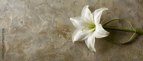 A white flower on stone, with a green stem