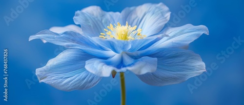   A blue flower with a yellow stamen in its center against a blue sky