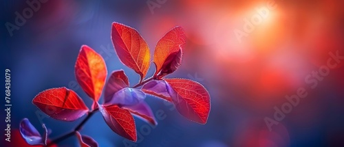   A clear close-up of a crimson foliage on a twig against a hazy backdrop of reddish and purplish leaves in the distance © Jevjenijs