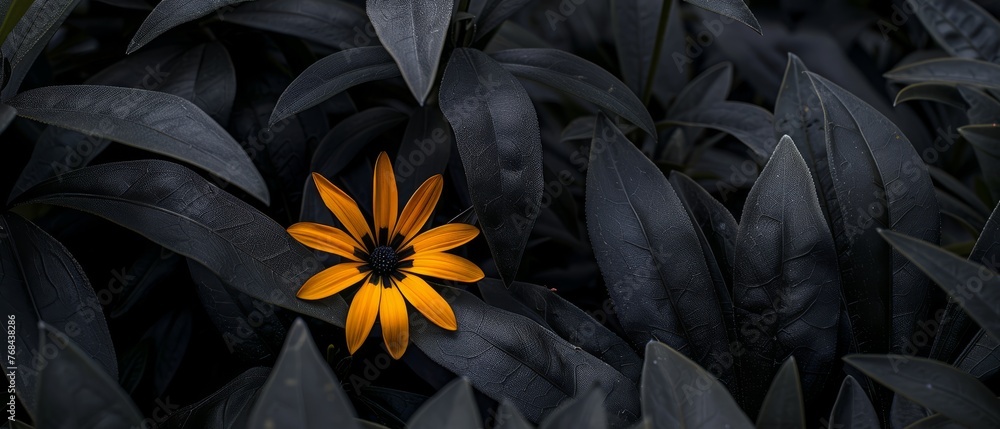   A yellow flower surrounded by dark green foliage with a black center in the photo
