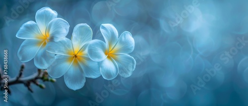   Three white flowers with yellow centers on a blue-yellow background