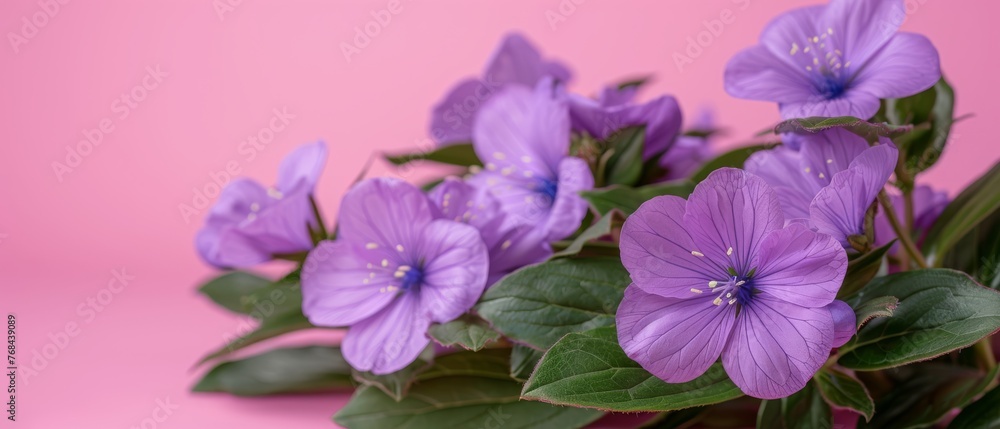   A field of vibrant purple flowers swaying gently against a backdrop of lush green foliage, set against a soft pink sky and framed by two elegant pink walls